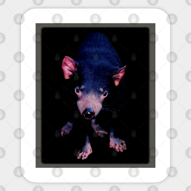 Tasmanian Devil Sticker by Kielly